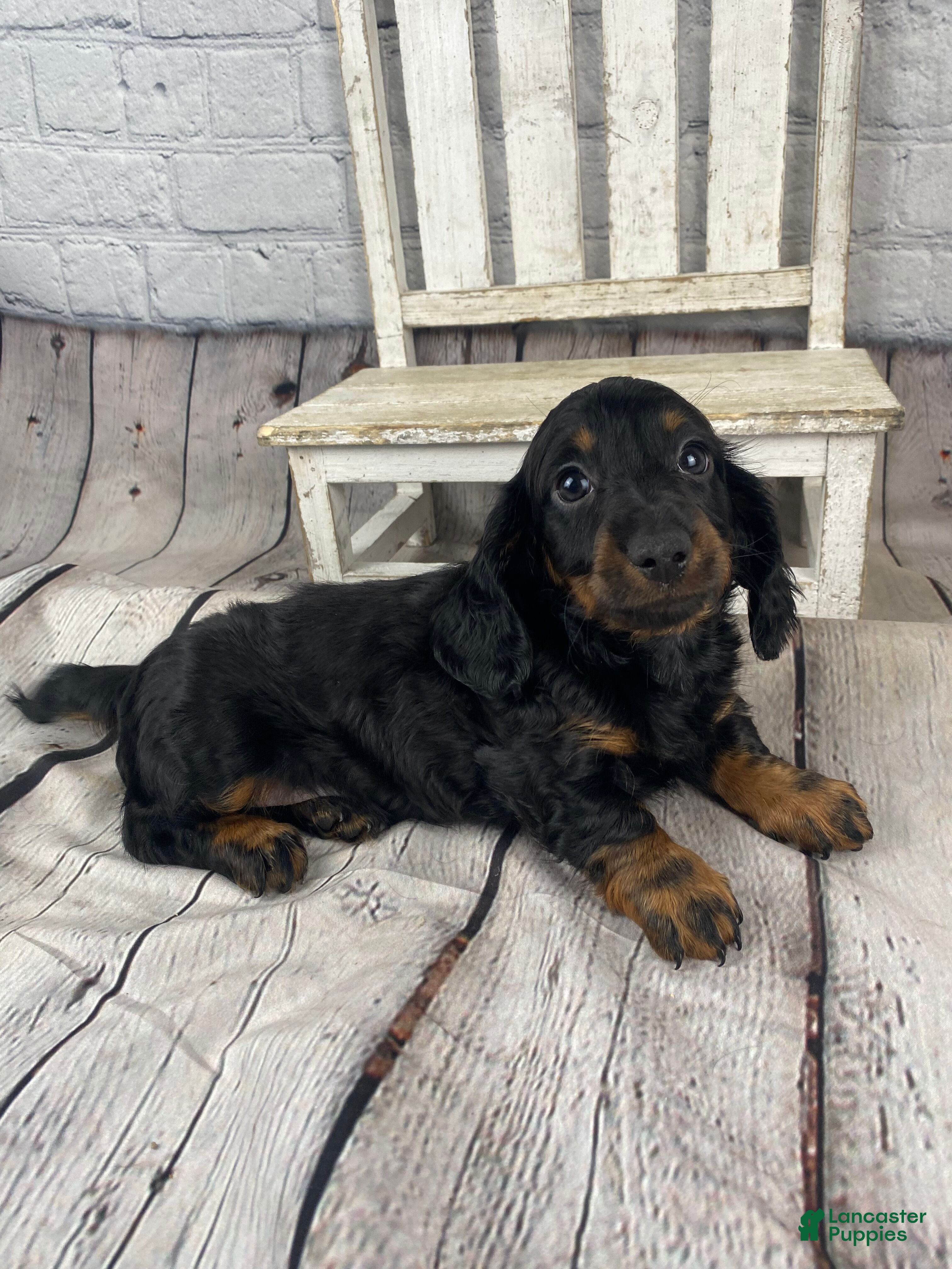 Miniature Dachshund dogs Apollo - Ad 1