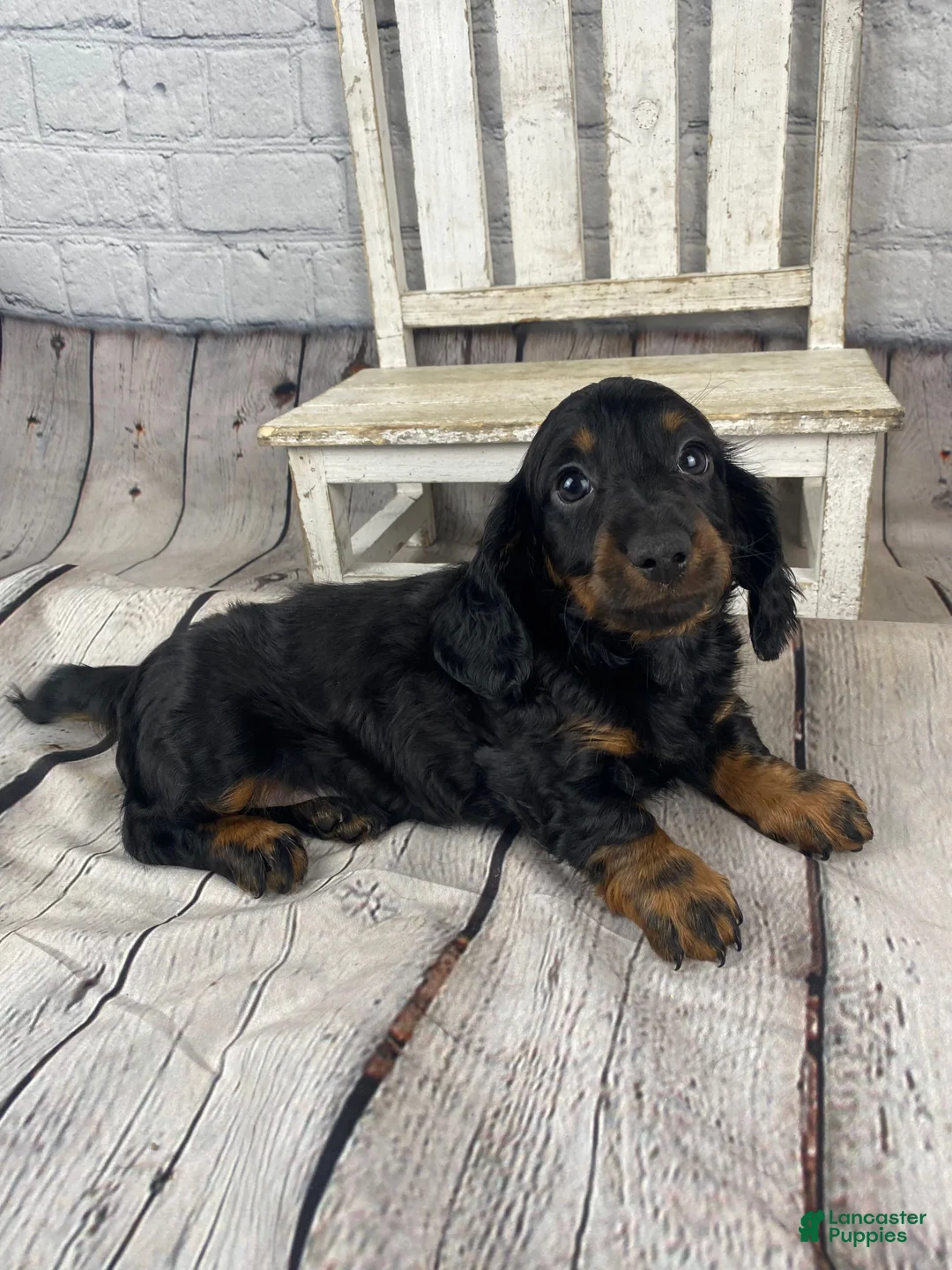 Miniature Dachshund dogs for sale: Apollo - Ad 1