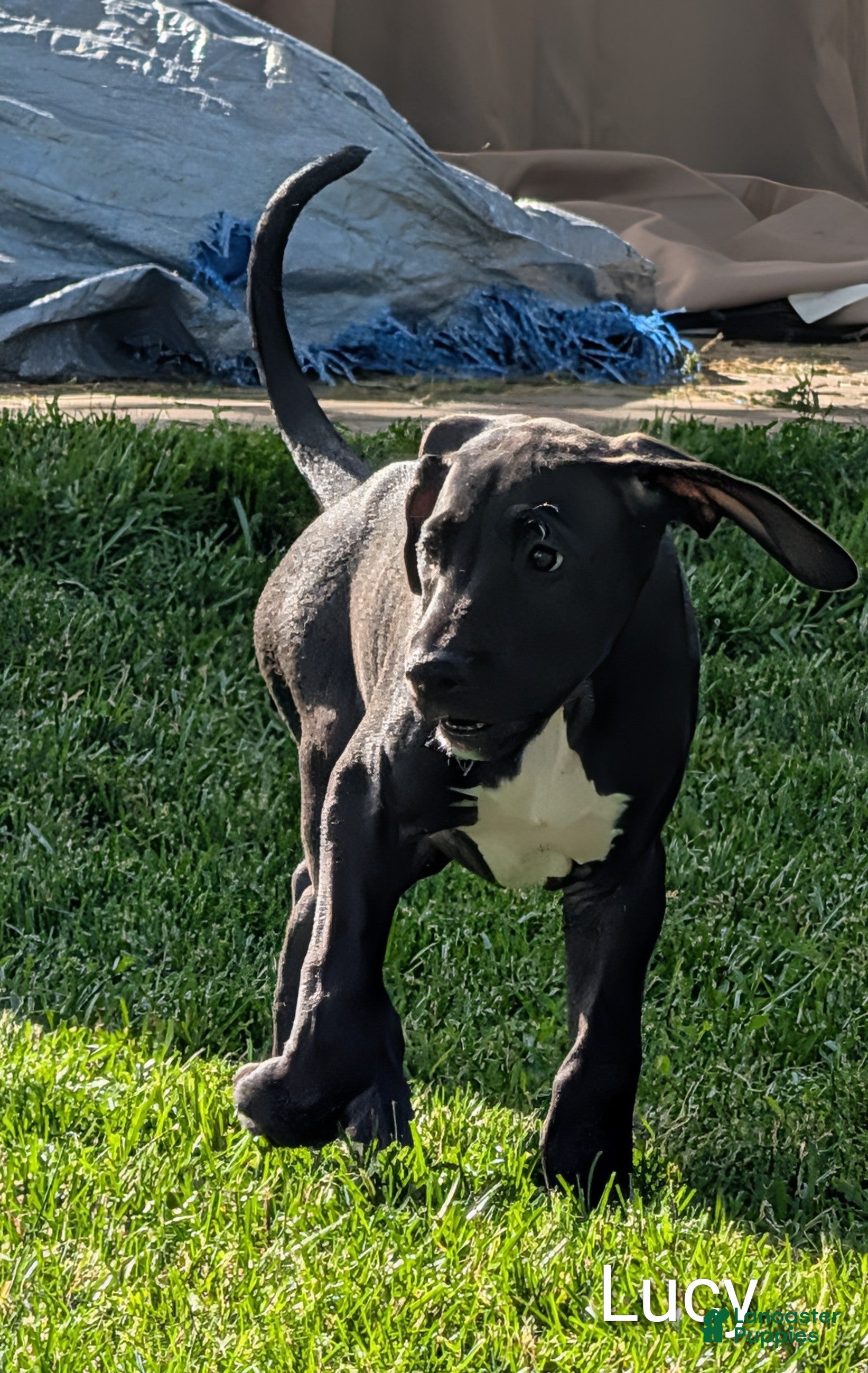 Great Dane dogs Lucy - Ad 29