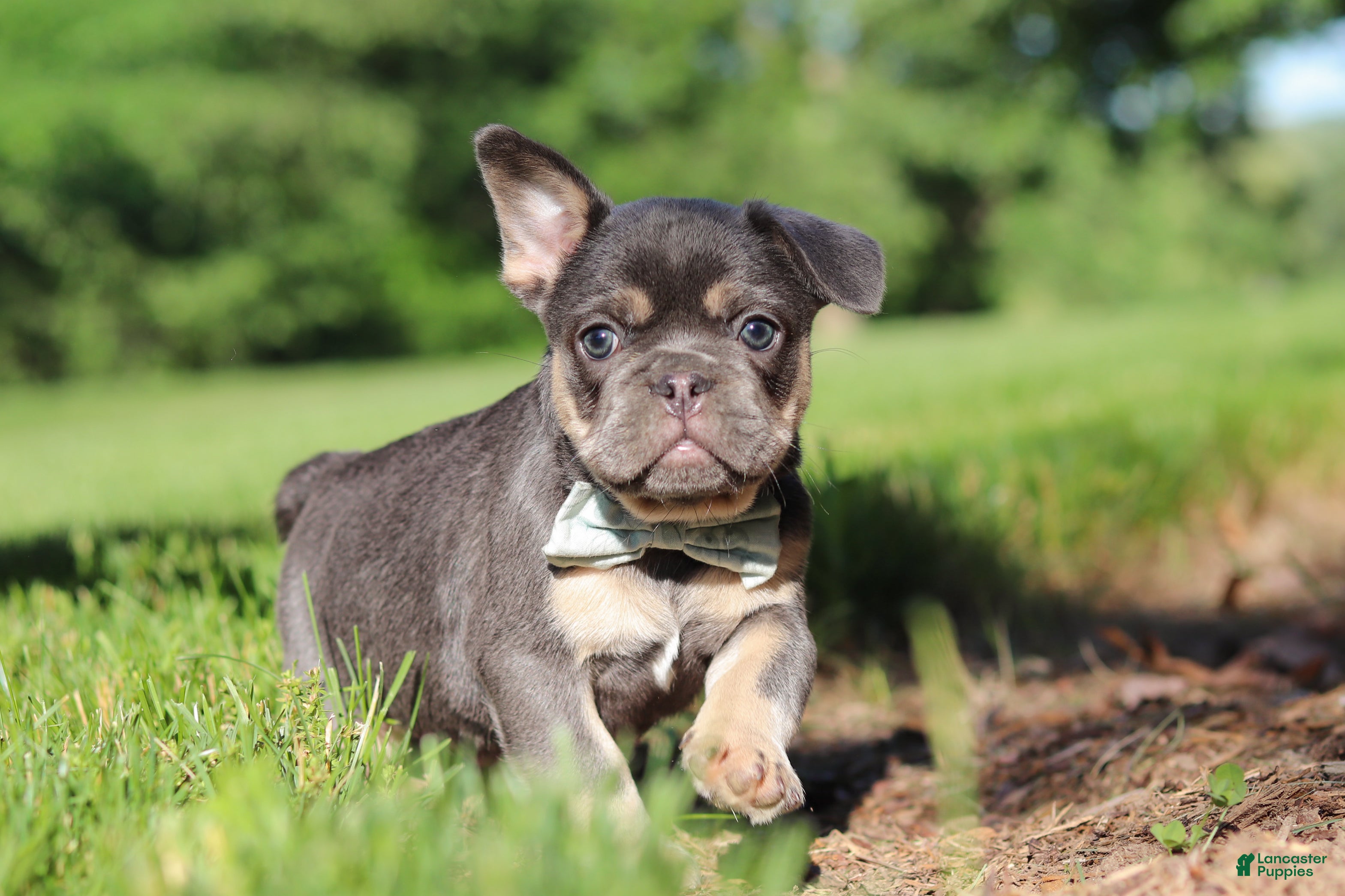 French Bulldog dogs Mason - Ad 1