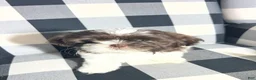 Shih Tzu dogs for sale: Shih Tzu Puppy 6 - Ad 3