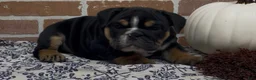 English Bulldog dogs for sale: Henry - Ad 4
