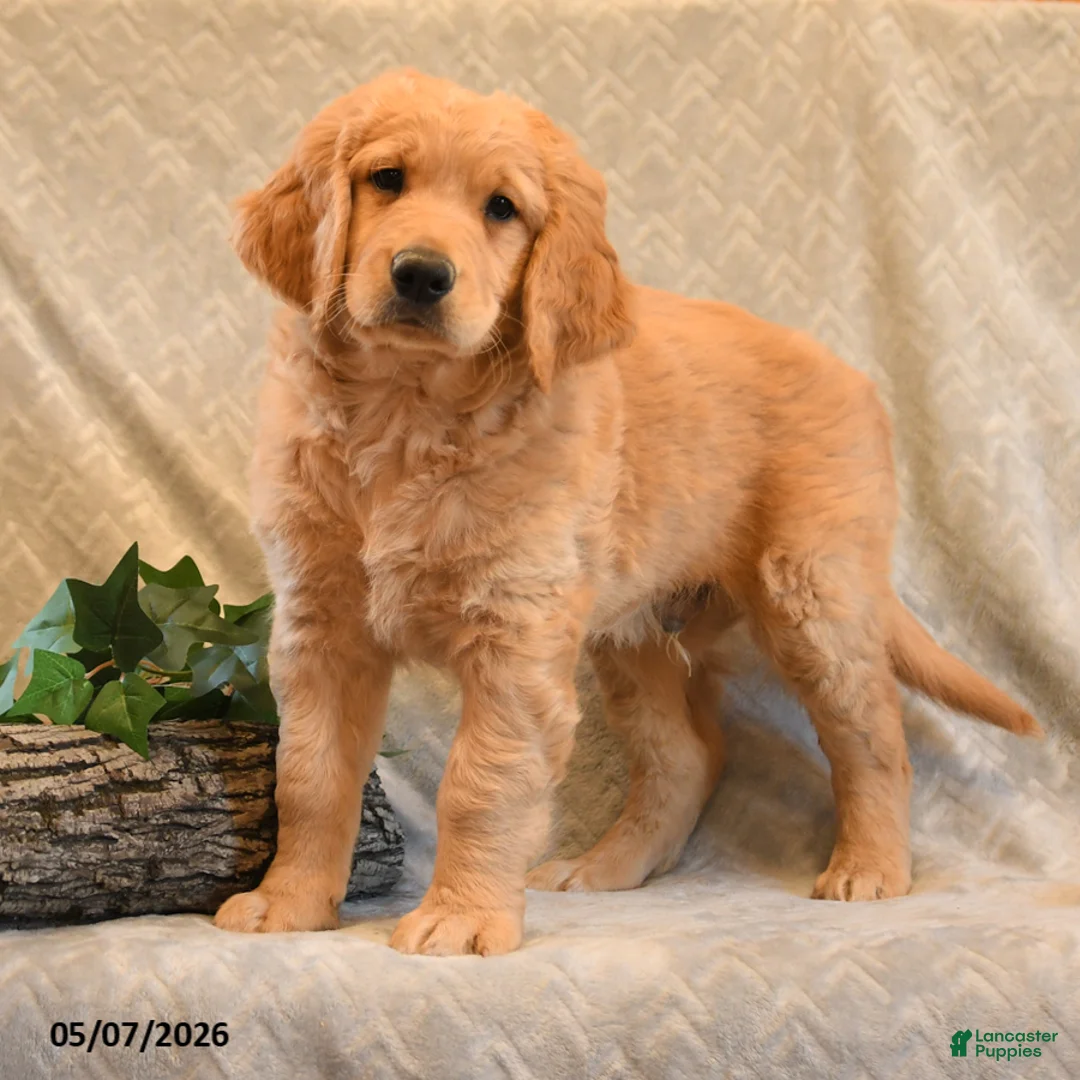Goldendoodle dogs for sale: Trigger - Ad 2