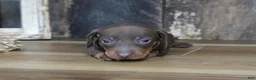 Miniature Dachshund dogs for sale: Brady - Ad 3