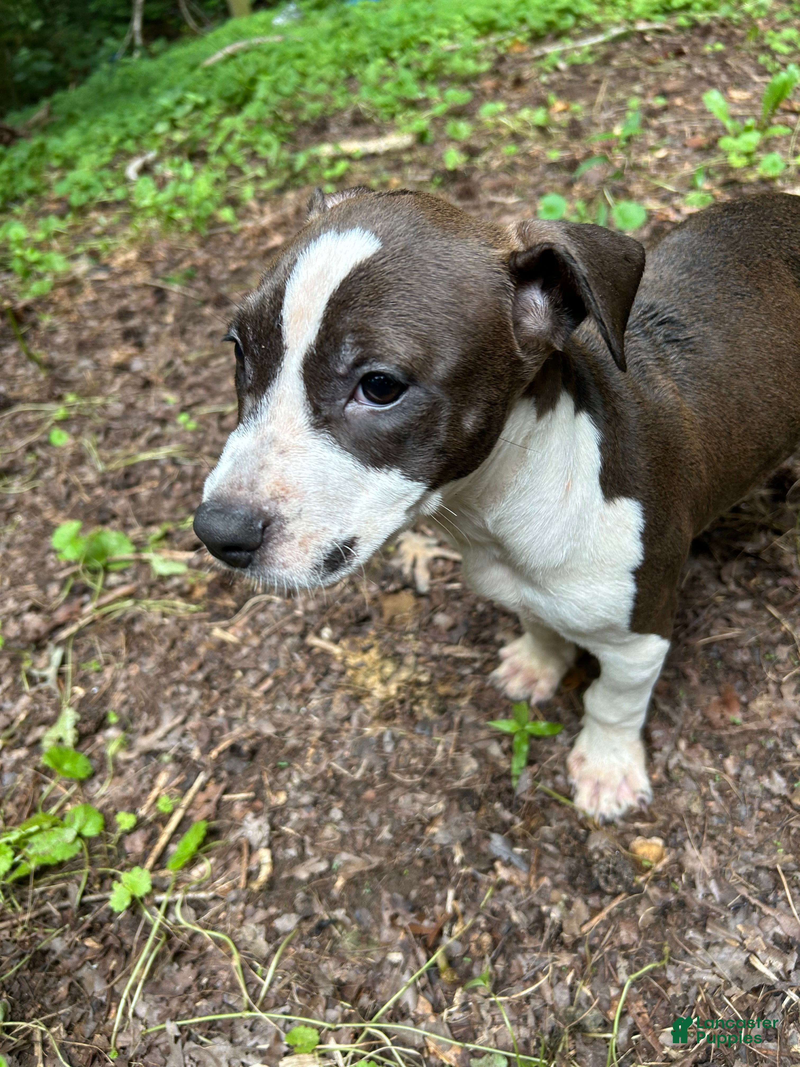 Mixed Breed dogs Mixed Breed 3 - Ad 21