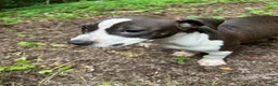Mixed Breed dogs for sale: Mixed Breed 3 - Ad 1