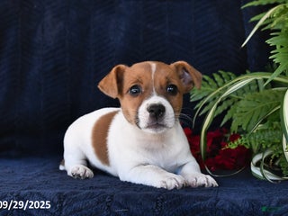 Jack Russell Terrier dogs - Ad 33