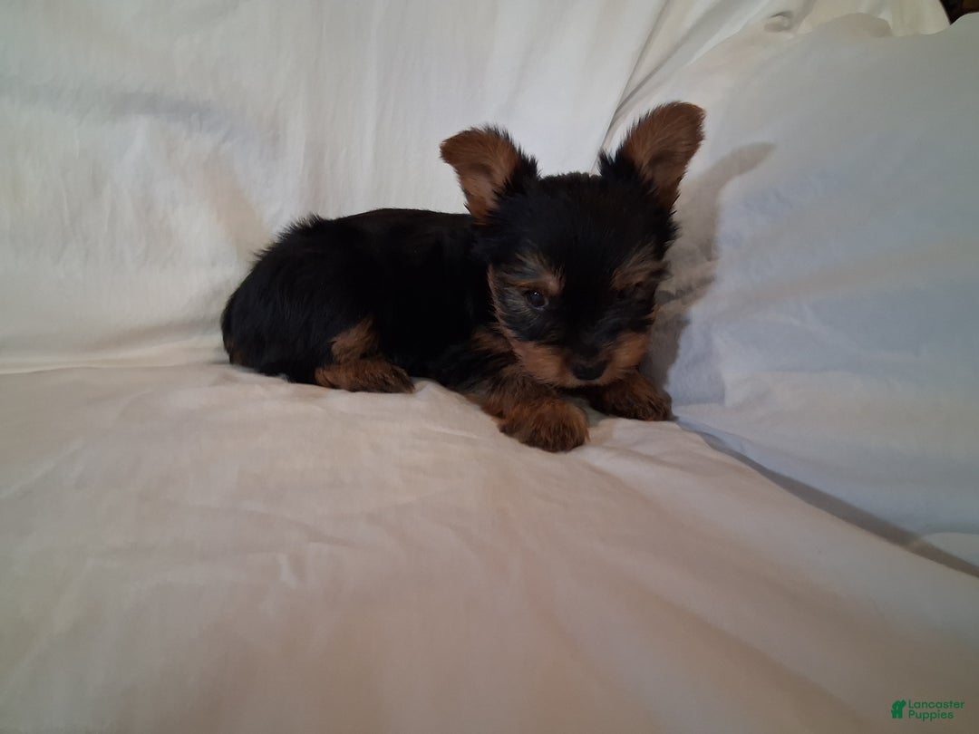 Yorkshire Terrier dogs for sale: Cocoa  - Ad 3