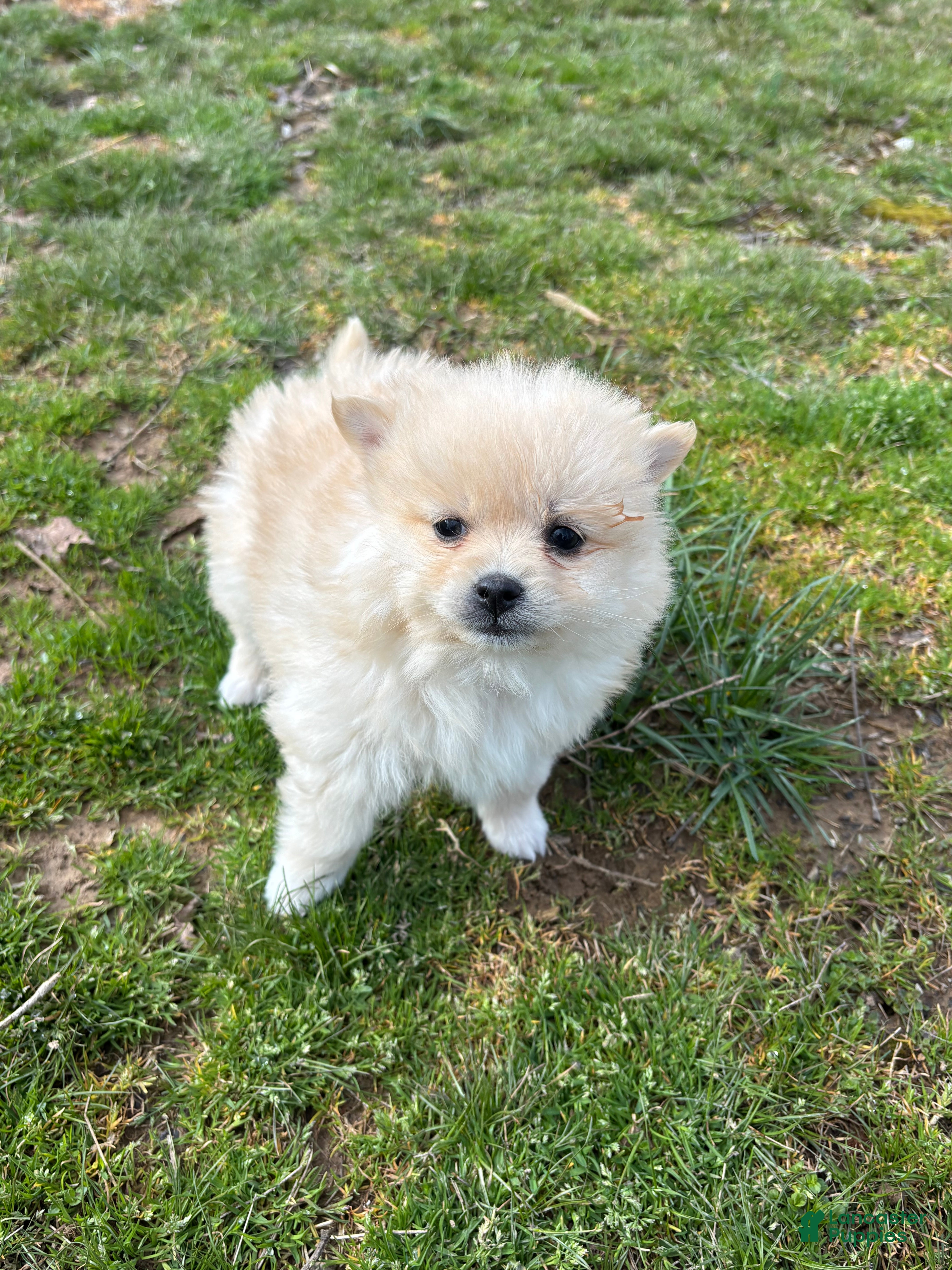 Pomsky dogs Bear - Ad 2