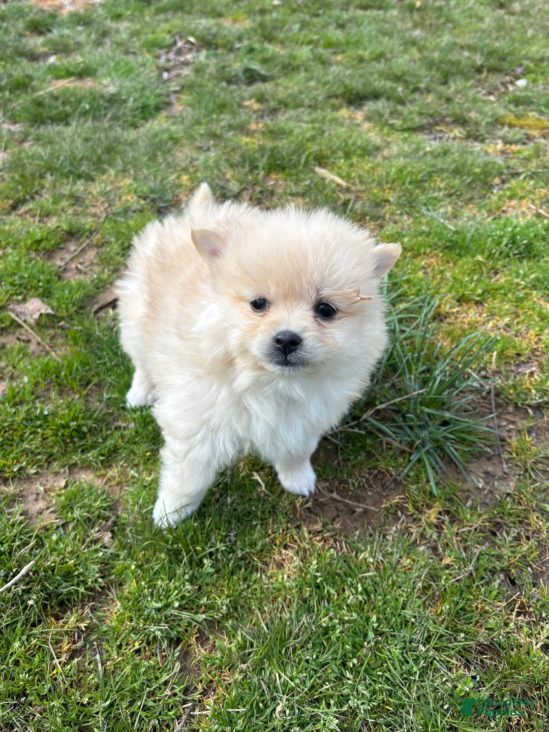 Pomsky dogs for sale: Bear - Ad 2