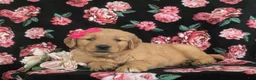 Golden Retriever dogs for sale: Maggie - Ad 5