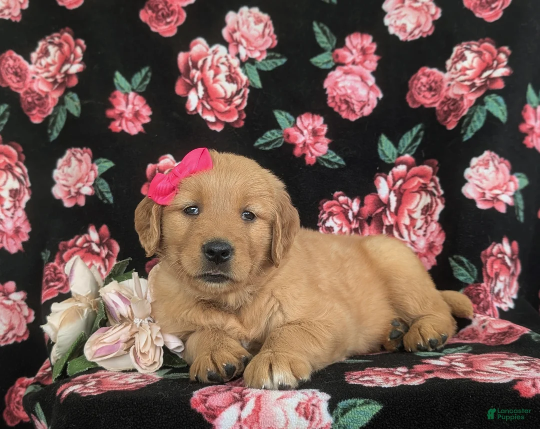 Golden Retriever dogs for sale: Maggie - Ad 5