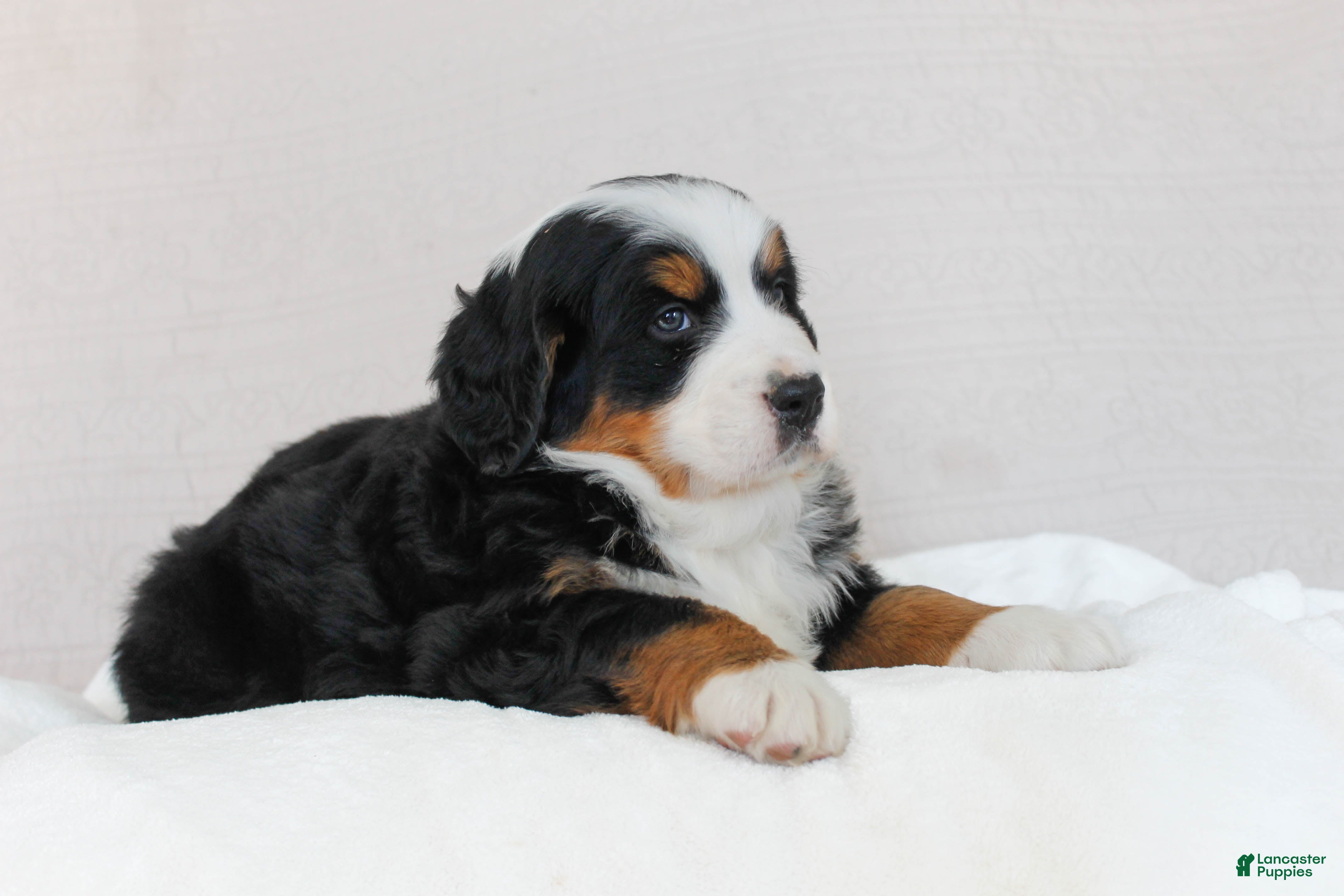 Bernese Mountain Dog dogs Julia - Ad 2
