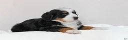 Bernese Mountain Dog dogs for sale: Julia - Ad 2