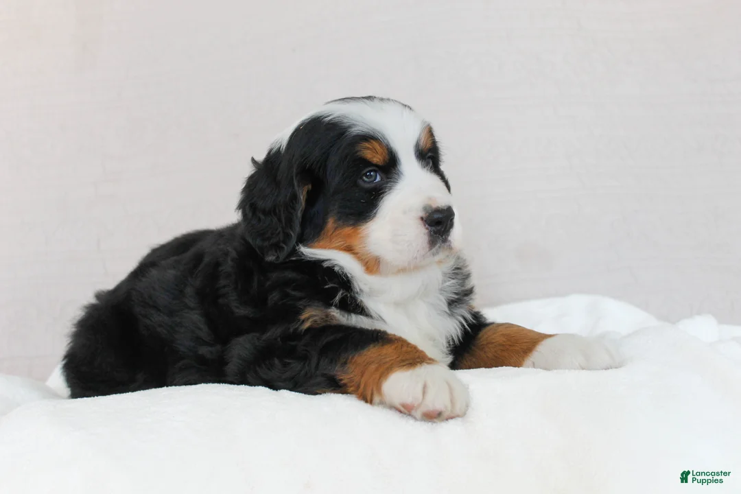Bernese Mountain Dog dogs for sale: Julia - Ad 2