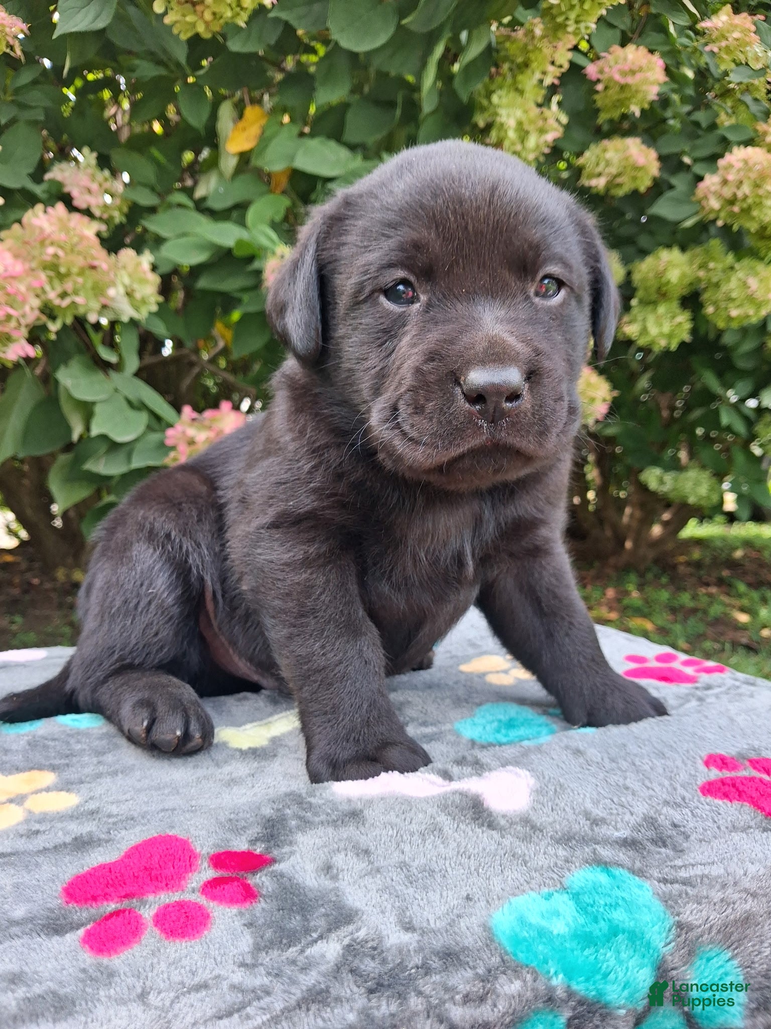Labrador Retriever dogs North  - Ad 1