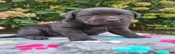 Labrador Retriever dogs for sale: North  - Ad 1