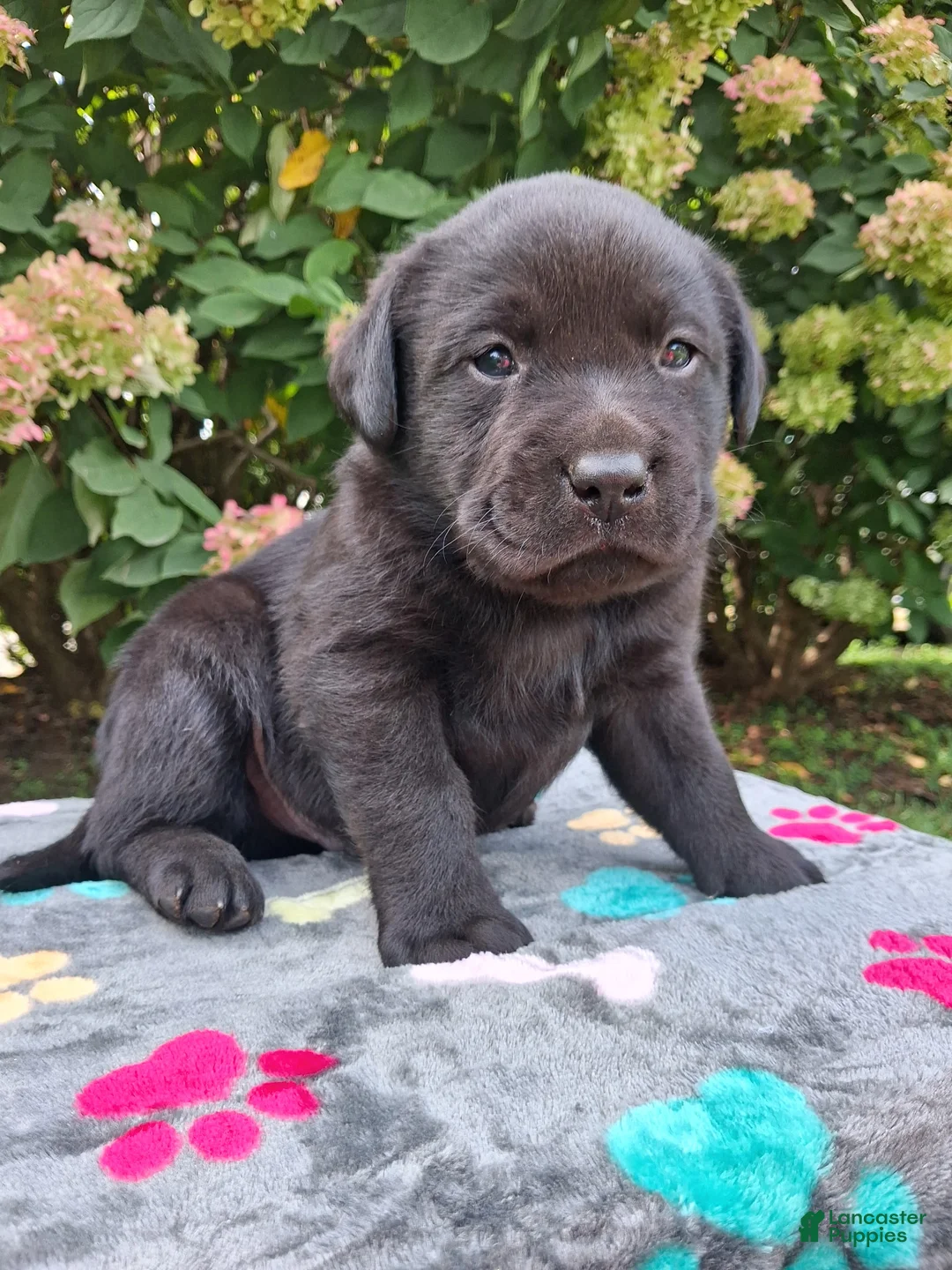 Labrador Retriever dogs for sale: North  - Ad 1
