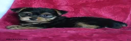 Yorkshire Terrier dogs for sale: Aggie - Ad 5