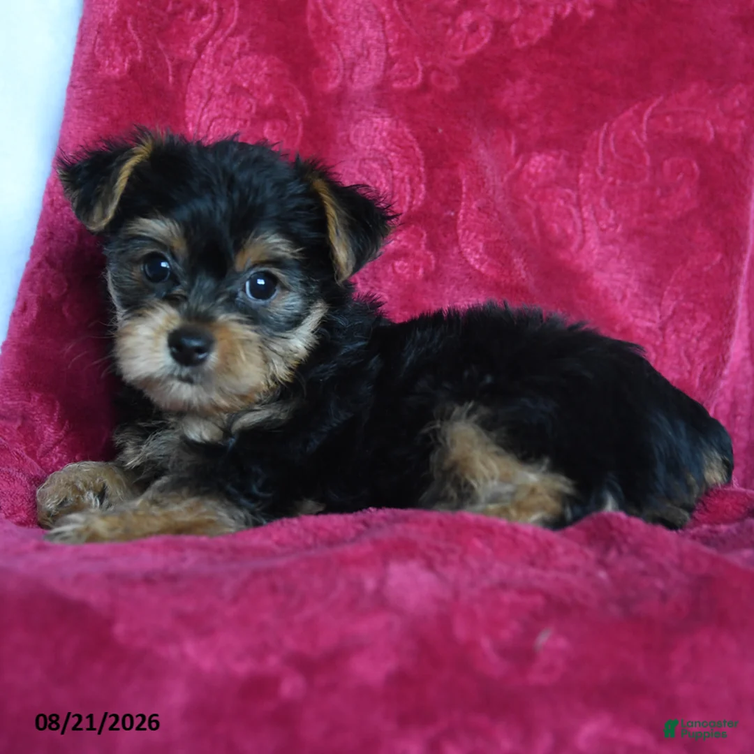 Yorkshire Terrier dogs for sale: Aggie - Ad 5
