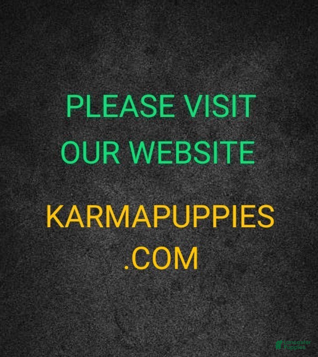 Havanese dogs for sale: Chance  - Ad 9