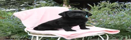Labrador Retriever dogs for sale: Macey - Ad 2
