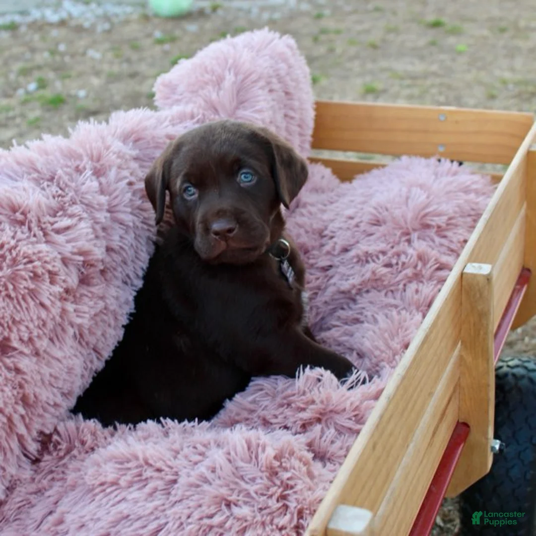 Labrador Retriever dogs for sale: Black Collar - Ad 12