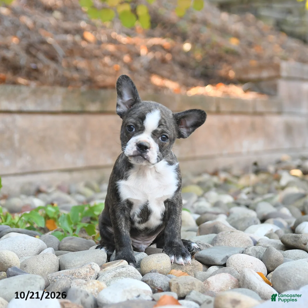 Frenchton dogs for sale: Joey - Ad 1