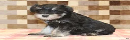 Miniature Schnauzer dogs for sale: Emma - Ad 4