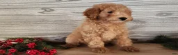 Mini Goldendoodle dogs for sale: Indy - Ad 13