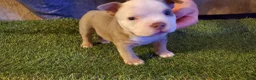 American Bully dogs for sale: American Bully 4 - Ad 10