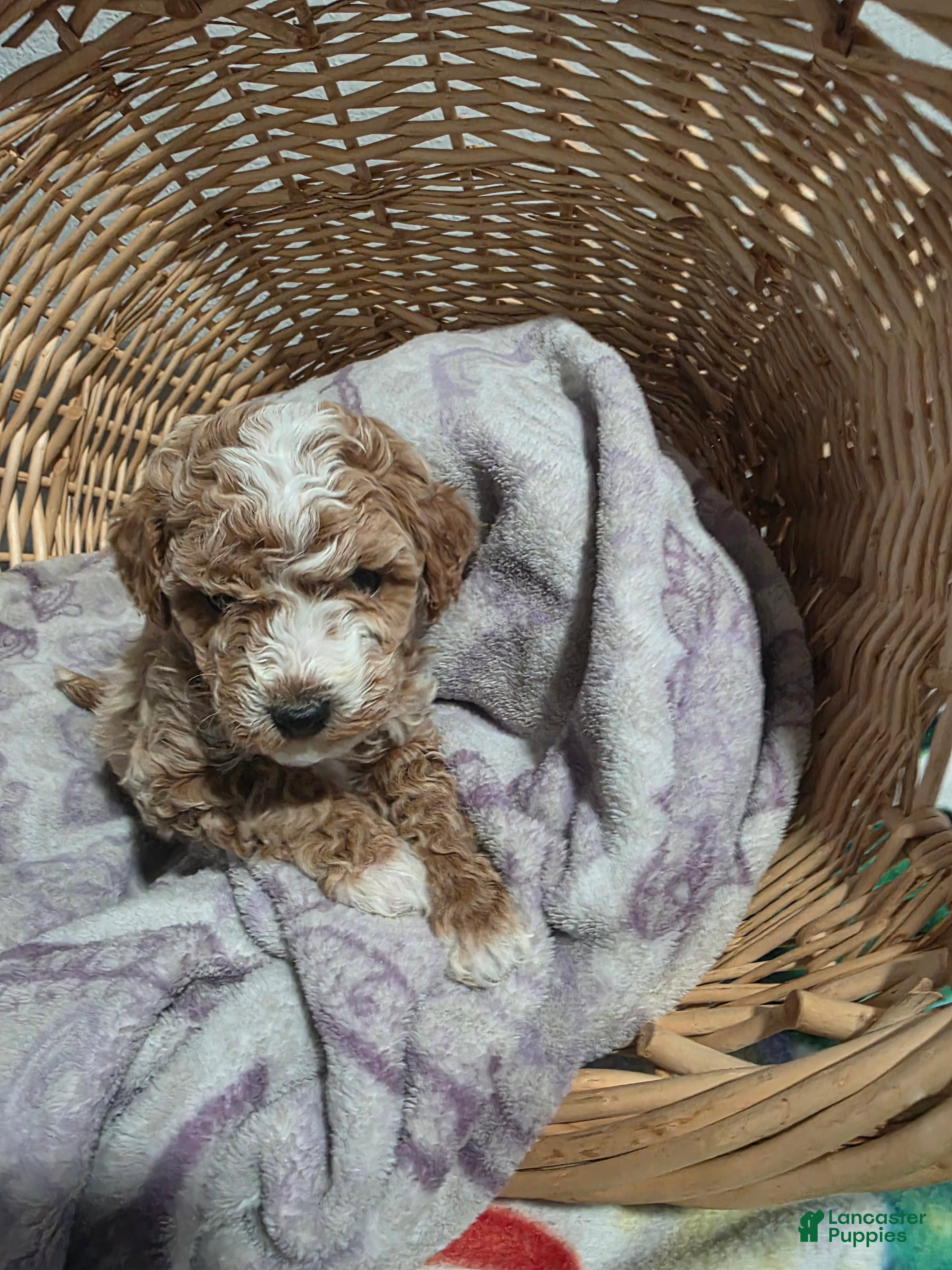 Cavapoo dogs Ricco - Ad 1