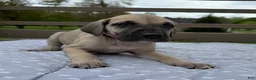 Great Dane dogs for sale: Rotini (Red) - Ad 5