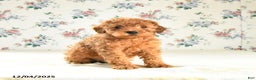 Miniature Poodle dogs for sale: Jack  - Ad 2