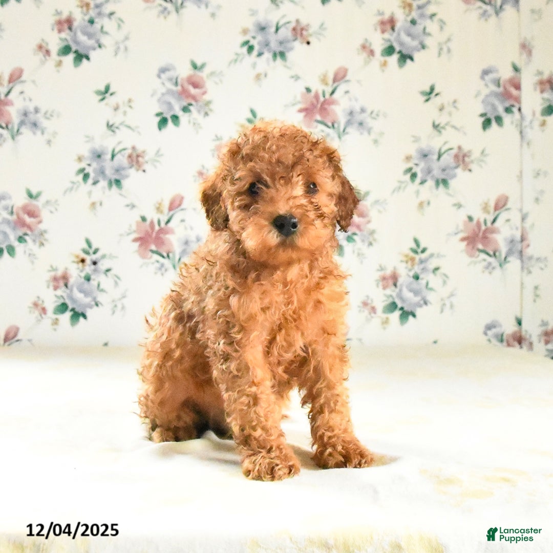 Miniature Poodle dogs for sale: Jack  - Ad 2