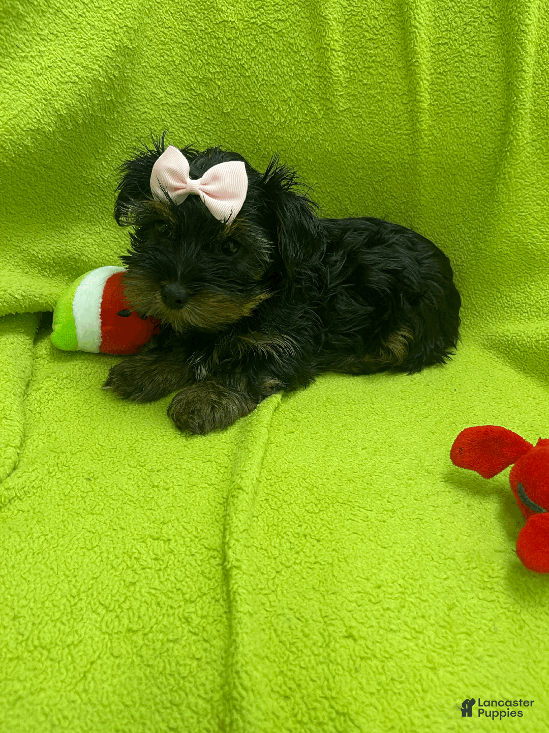 Yorkshire Terrier dogs for sale: Coco - Ad 3