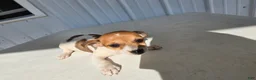 Chihuahua dogs for sale: Spots - Ad 8