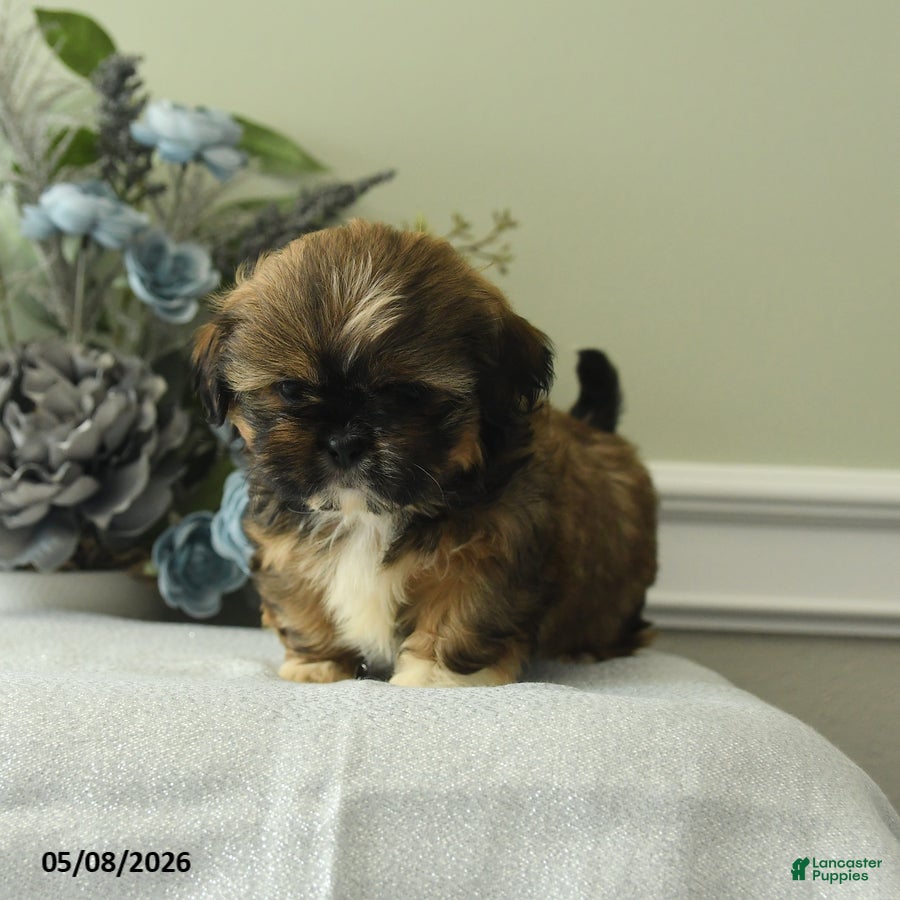 Shih Tzu dogs Haley - Ad 2