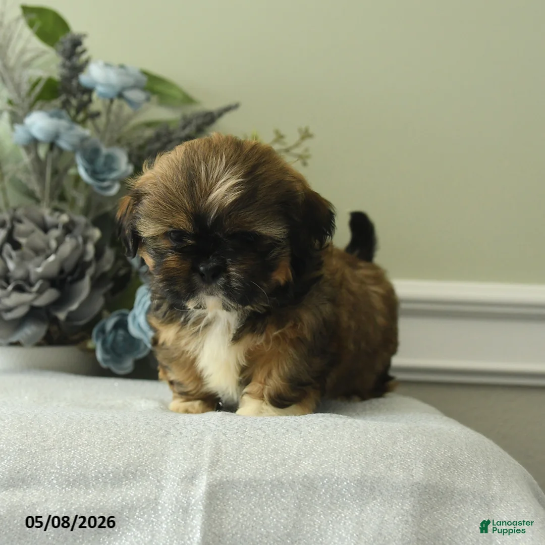Shih Tzu dogs for sale: Haley - Ad 2