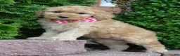 Mini Goldendoodle dogs for sale: Mini Gigi - Ad 17