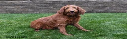 Goldendoodle dogs for sale: Parker - Ad 6