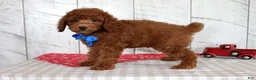 Mixed Breed dogs for sale: Flame - Ad 3