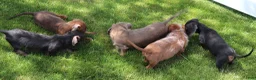 Miniature Dachshund dogs for sale: Barbie blue/tan wirehair female - Ad 12