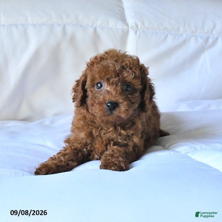 Toy Poodle dogs Teddy - Ad 2