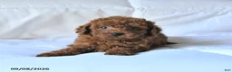 Toy Poodle dogs for sale: Teddy - Ad 2