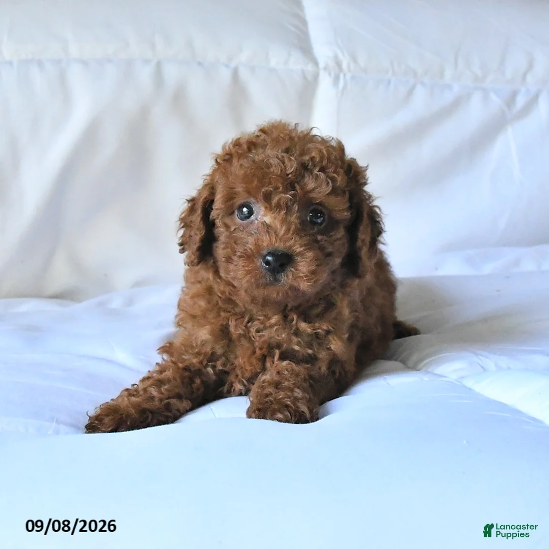 Toy Poodle dogs for sale: Teddy - Ad 2