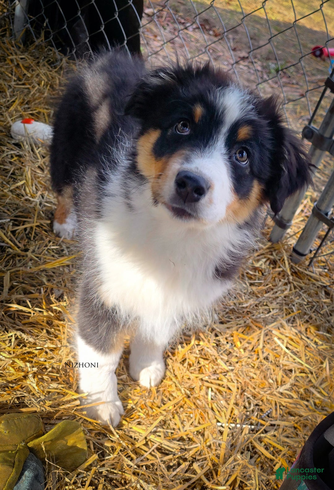 Australian Shepherd dogs for sale: Echo - Ad 4