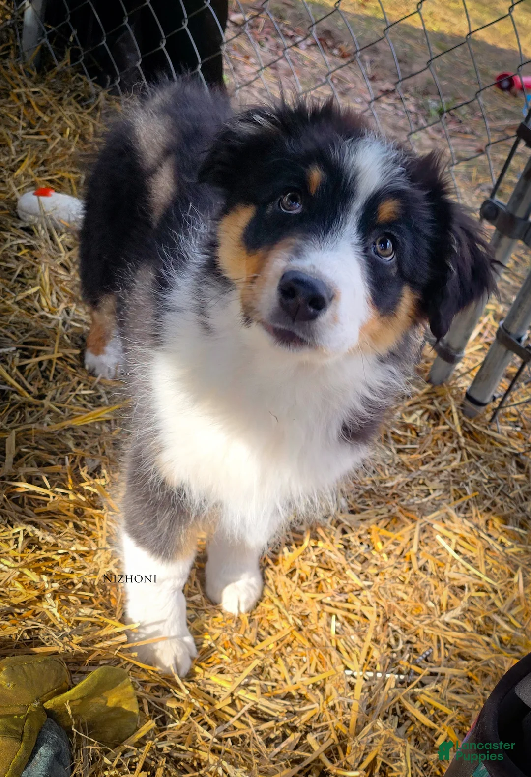 Australian Shepherd dogs for sale: Echo - Ad 4