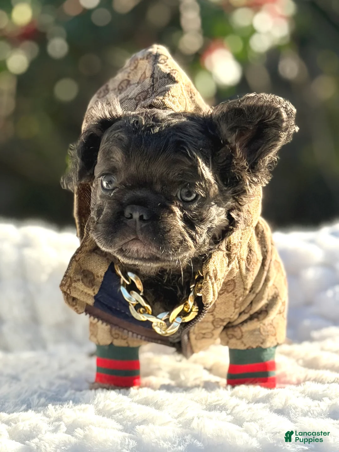 French Bulldog dogs for sale: Mr. Nugget - Ad 1