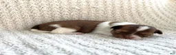 Chihuahua dogs for sale: Brandon  - Ad 3
